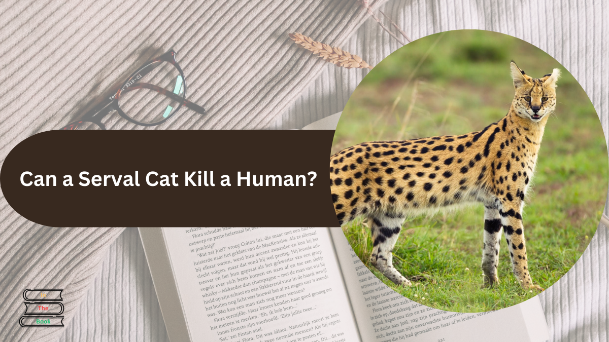 can serval cat kill a human