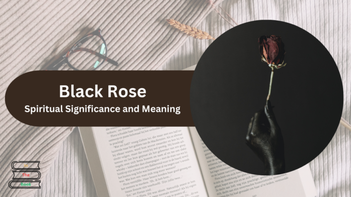 black rose meaning