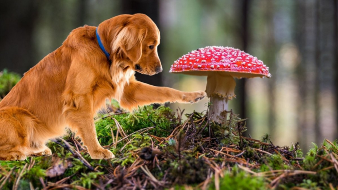 The Role of Mushroom Supplements in Canine Cognitive and Emotional Care